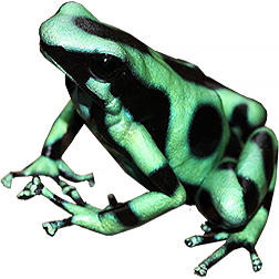 Bocas Auratus